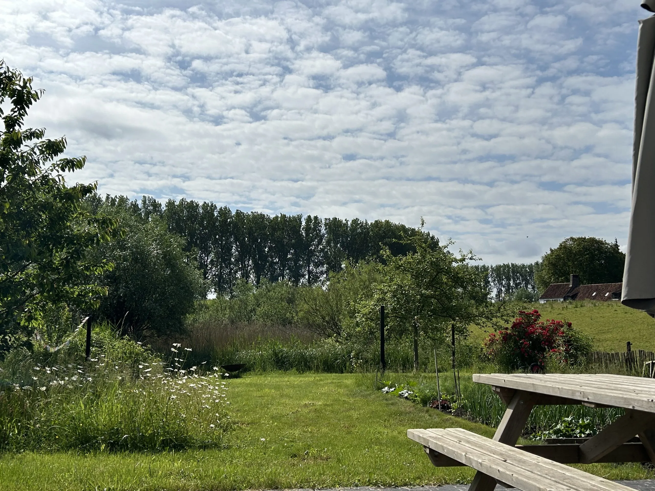 Hammock strung between two mature fruit trees