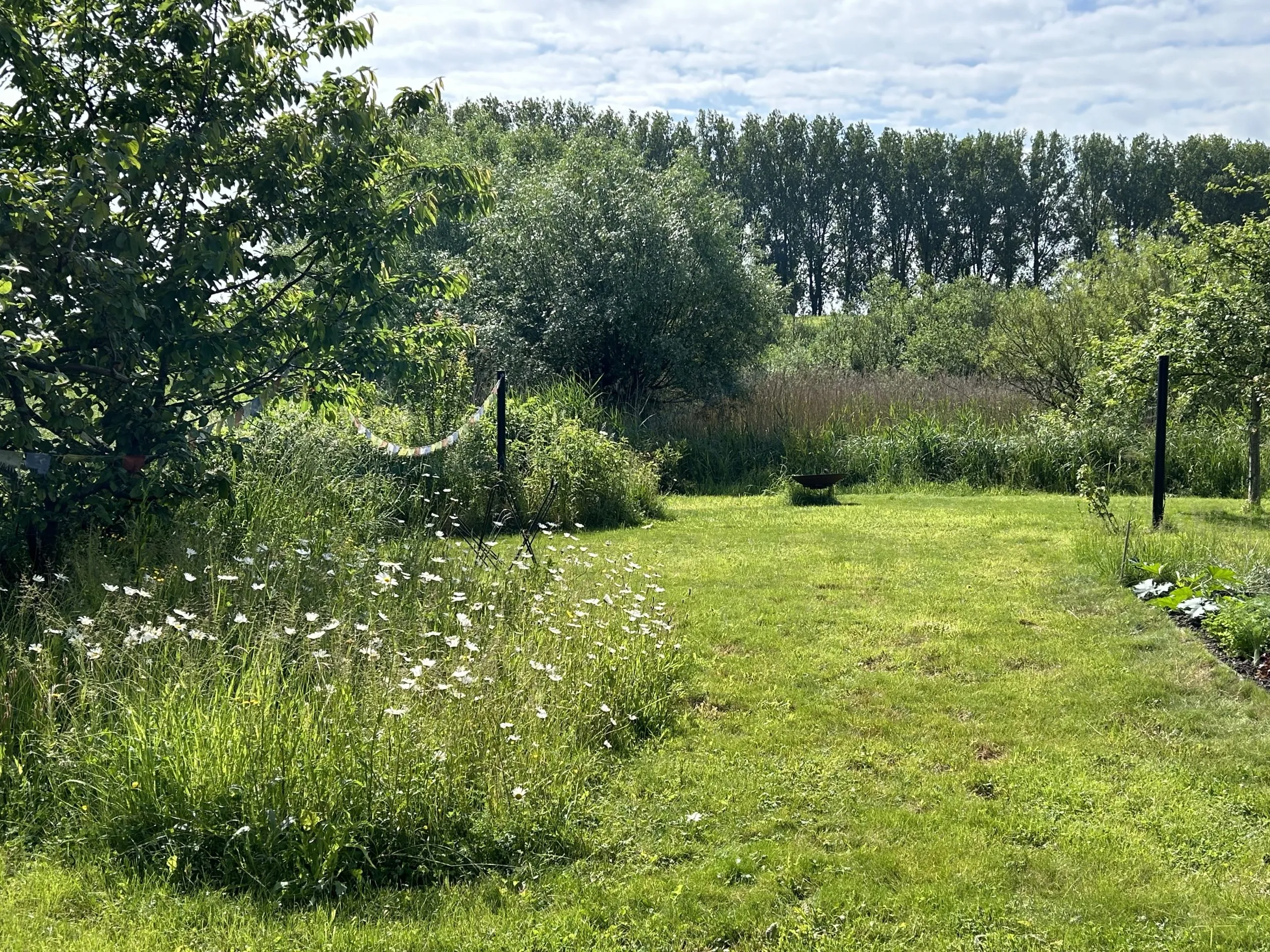 Garden path leading through tall grasses and shrubs