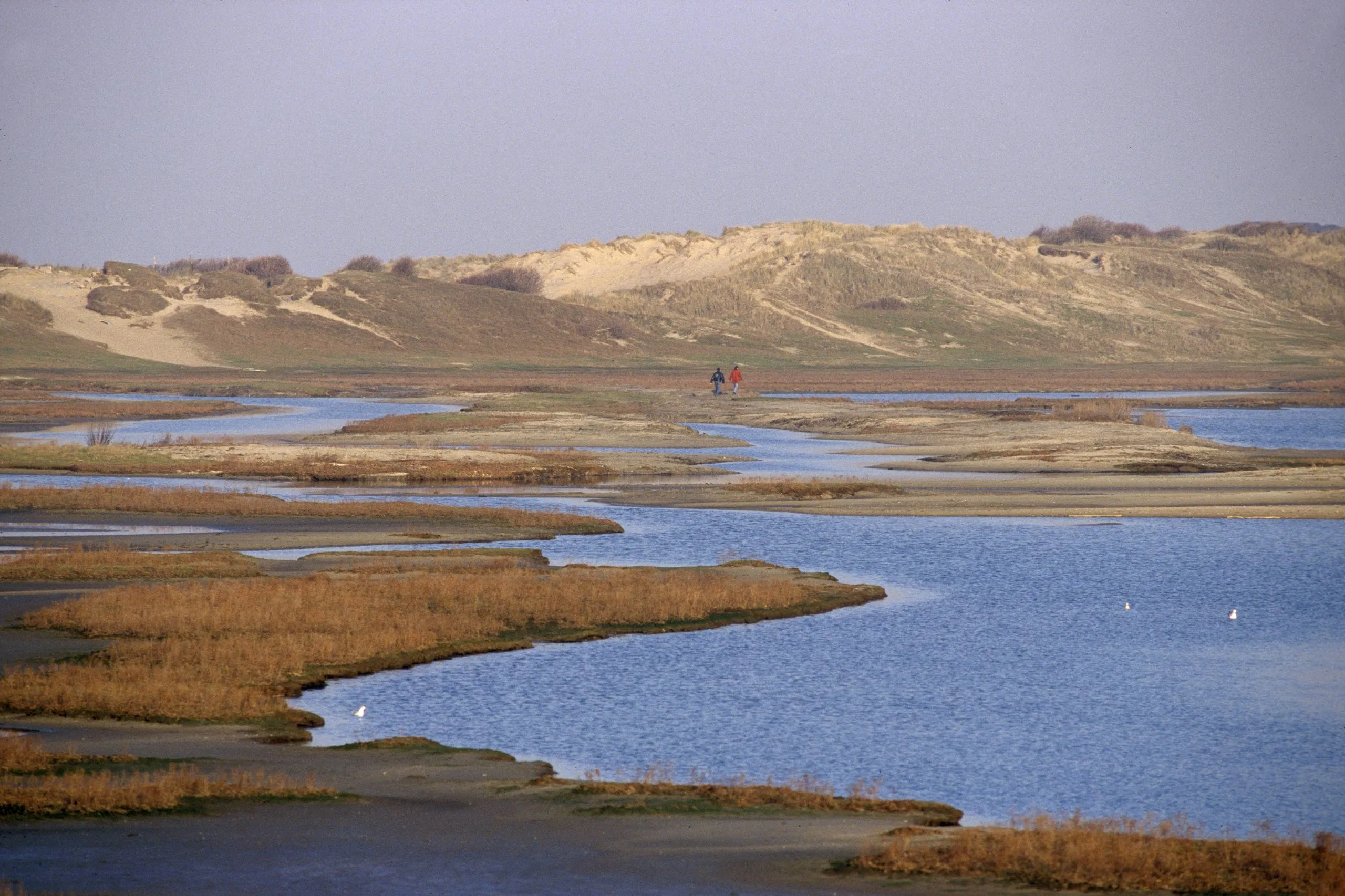 Walking path through the Zwin nature reserve dunes near the coast